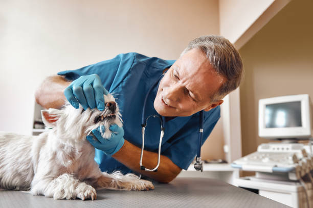 Best Emergency Tooth Extraction in St Paul, MO